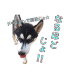 ゆかいなハスキーズ ver.2（個別スタンプ：26）