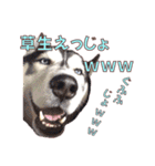 ゆかいなハスキーズ ver.2（個別スタンプ：28）