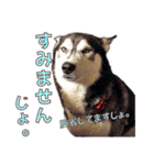 ゆかいなハスキーズ ver.2（個別スタンプ：29）