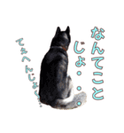 ゆかいなハスキーズ ver.2（個別スタンプ：31）