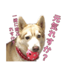 ゆかいなハスキーズ ver.2（個別スタンプ：32）