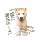 ゆかいなハスキーズ ver.2（個別スタンプ：33）
