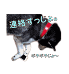 ゆかいなハスキーズ ver.2（個別スタンプ：34）