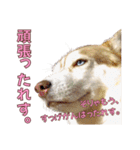 ゆかいなハスキーズ ver.2（個別スタンプ：36）