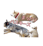 ゆかいなハスキーズ ver.2（個別スタンプ：38）