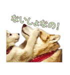 ゆかいなハスキーズ ver.2（個別スタンプ：39）
