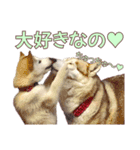 ゆかいなハスキーズ ver.2（個別スタンプ：40）