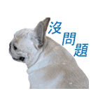 フレンチブルドッグ ブルトの日常（個別スタンプ：5）