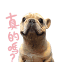 フレンチブルドッグ ブルトの日常（個別スタンプ：14）