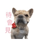 フレンチブルドッグ ブルトの日常（個別スタンプ：17）