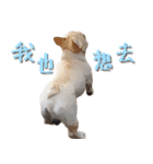 フレンチブルドッグ ブルトの日常（個別スタンプ：19）