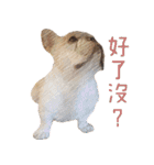 フレンチブルドッグ ブルトの日常（個別スタンプ：21）