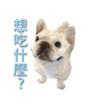 フレンチブルドッグ ブルトの日常（個別スタンプ：25）