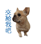 フレンチブルドッグ ブルトの日常（個別スタンプ：30）