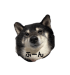 黒柴いっちゃん（個別スタンプ：3）