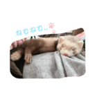 ぼくきなこだよー（個別スタンプ：3）