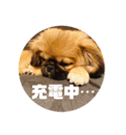 おchocoさん♪（個別スタンプ：5）