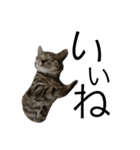 ちゃちゃねこスタンプ（個別スタンプ：4）