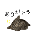 ちゃちゃねこスタンプ（個別スタンプ：8）