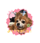 ラブリーはなちゃん❤️（個別スタンプ：11）