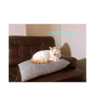 ハチ1（個別スタンプ：3）