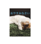 ハチ1（個別スタンプ：4）