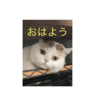 ハチ1（個別スタンプ：5）