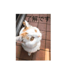 ハチ1（個別スタンプ：6）