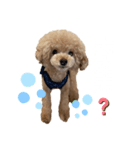 PIASU★（個別スタンプ：8）