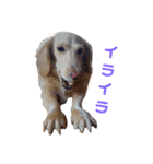 うちのダックス バニラちゃん（個別スタンプ：6）