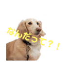 うちのダックス バニラちゃん（個別スタンプ：8）