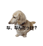 うちのダックス バニラちゃん（個別スタンプ：14）