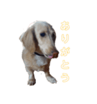 うちのダックス バニラちゃん（個別スタンプ：15）