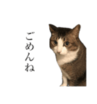 鈴木キャット（個別スタンプ：1）