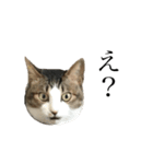 鈴木キャット（個別スタンプ：6）