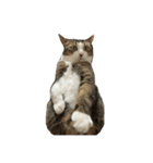 鈴木キャット（個別スタンプ：8）