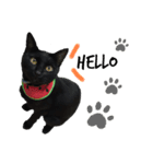 病院猫のクロ（個別スタンプ：1）