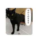 病院猫のクロ（個別スタンプ：3）