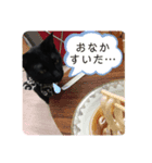 病院猫のクロ（個別スタンプ：6）