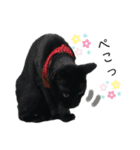 病院猫のクロ（個別スタンプ：7）