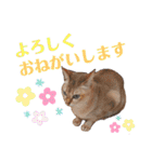 自由気ままなシンガプーラのかりんちゃん（個別スタンプ：5）