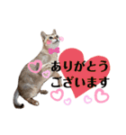 自由気ままなシンガプーラのかりんちゃん（個別スタンプ：7）