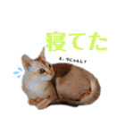 自由気ままなシンガプーラのかりんちゃん（個別スタンプ：16）