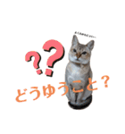 自由気ままなシンガプーラのかりんちゃん（個別スタンプ：20）