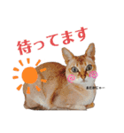 自由気ままなシンガプーラのかりんちゃん（個別スタンプ：24）