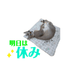 自由気ままなシンガプーラのかりんちゃん（個別スタンプ：26）