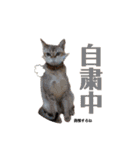 自由気ままなシンガプーラのかりんちゃん（個別スタンプ：33）