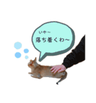 自由気ままなシンガプーラのかりんちゃん（個別スタンプ：38）