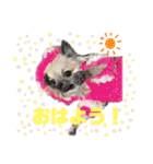 ★おてんばチワワのぽん吉★（個別スタンプ：1）