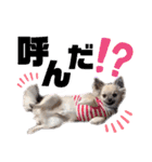 ★おてんばチワワのぽん吉★（個別スタンプ：11）